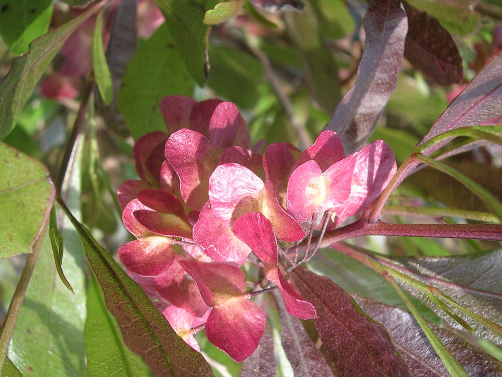  Viscosa Purpurea fiore